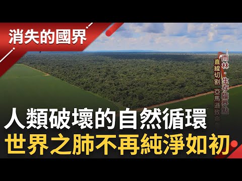 Amazon Rainforest Deforestation Hits All-Time High – Equivalent to the Size of "14 Taiwans"