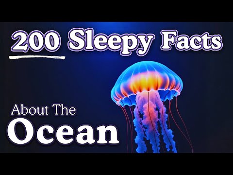 The Most Relaxing Facts About The Ocean to Fall Asleep To — 4 Hours
