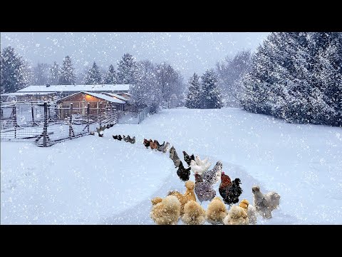 My Day in Record-Breaking Snowstorm: Raising chicks, Caring Organic Poultry + Harvesting Fresh Eggs