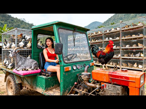 Bought 300 Quails, a Cute Baby Goat To Raise, Repair Goat Pen into Quail Pen