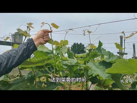 葡萄的摘心工作，首先你要知道什么是心，以及摘心的意义！