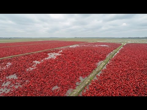 Поля Луизианы Залиты Раками: Миллионы Раков Превратили Сельское Хозяйство