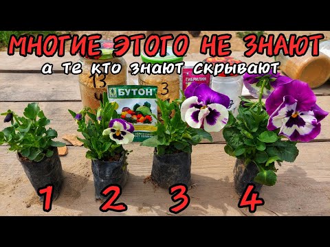 КАК СДЕЛАТЬ ОГРОМНЫЕ ЦВЕТЫ У ПЕТУНИИ, РОЗЫ, ХРИЗАНТЕМЫ И ТД. Про это или не знают или скрывают.