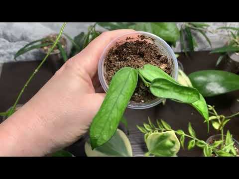 My hoyas. 🫶😍🫶