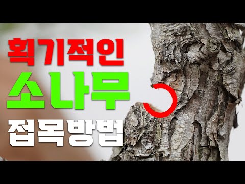 🦚100% Successful Pine Grafting Method!ㅣThe Classic Pine Grafting MethodㅣMaking 100 Million Pine T...