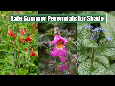 10 Late Summer Perennials for Shade/Part Shade Garden Spot | August, September Blooms