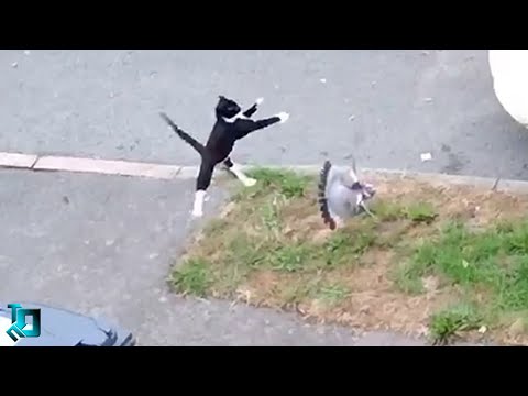 Кот Удивил Даже Хозяев / Случаи с Животными Снятые на Камеру