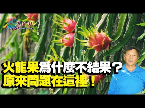 The Reasons Why Dragon Fruit Doesn't Flower and Fruit , Many People Are Unaware