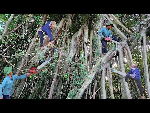 Cưa Cây Xanh Khủng Lồ Dưới Nước, Um Tùm, Quá âm U, Cưa Kỹ Thuât, 315