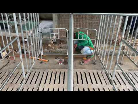 Side Walk and Nursery Section Flooring-Feeder Installation for Gestating!