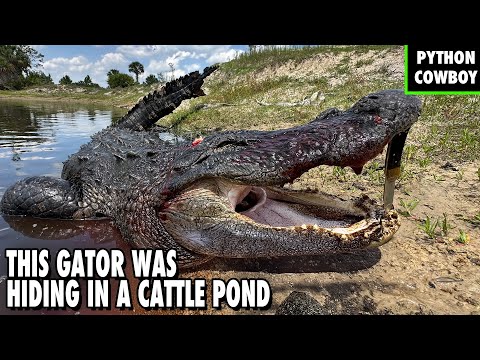 Monster Gator Found in Florida Cattle Ranch Pond