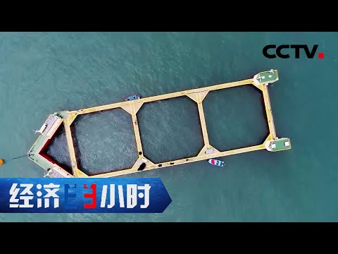 这个“蓝色粮仓”年产450吨海鱼！能抗17级台风！「经济半小时」20210329 | CCTV财经
