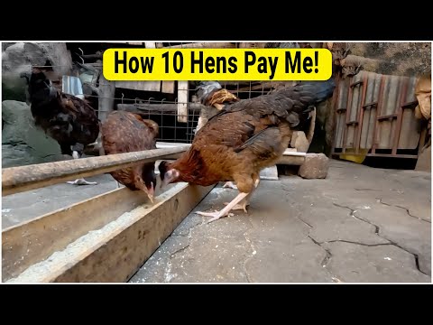 How Much Can You Make With 10 Chickens? Real Math for Small Farms