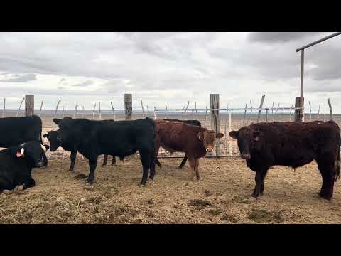 2025 foals,Wagyu bulls,steers and a couple heifers