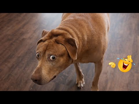 HILARIOUS DOGS Being Weird 🤪 NEW Funniest Dogs Video 2026