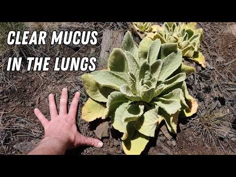 How to Clear Mucus in the Lungs and Sinuses