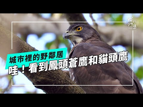 城市裡的野鄰居：我們身邊的猛禽(我們的島 第1235集 2023-12-18)