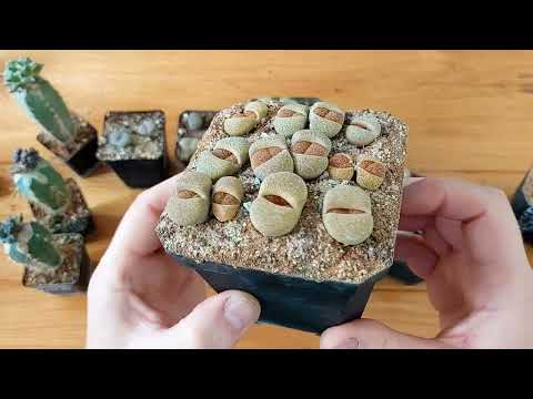 Чтобы литопсы были красивые и здоровые делай так.