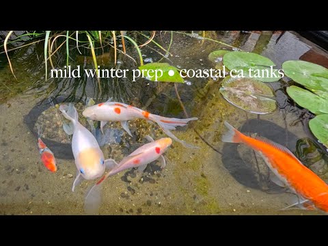 Mild Winter Prep for Outdoor Tanks • Coastal California