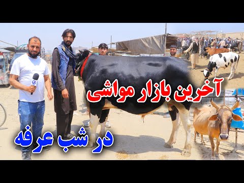 عید بر همگان مبارک/روز عرفه و  آخرین نرخ مواشی در مال بازار /گزارش جمشید غضنفری