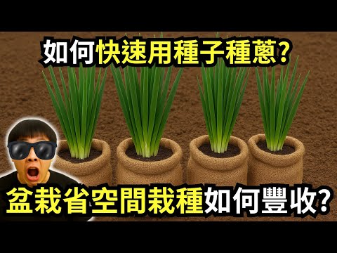 如何快速種蔥?盆栽省空間栽種如何種出爆滿的三星蔥? 分享從撒播、育苗、分株、疏拔、培土及採收重點，全年在家不愁沒蔥吃!