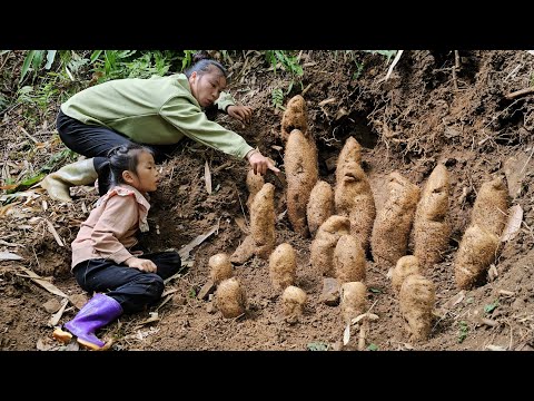 Many lucky days in the forest for me and my daughter Harvest a lot of taro tubers to sell.
