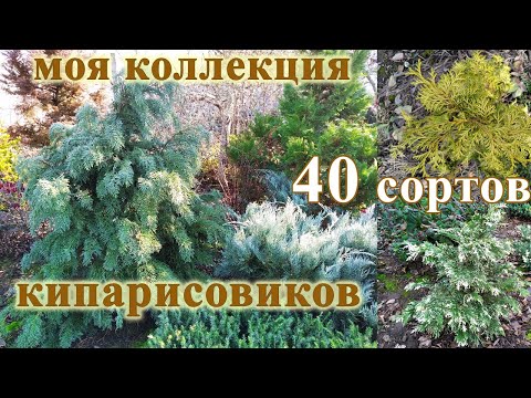 Кипарисовики: 40 сортов в одном видео. Мой опыт выращивания.