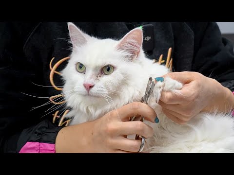 This Is Paris And She's The Best Cat In The World 😍