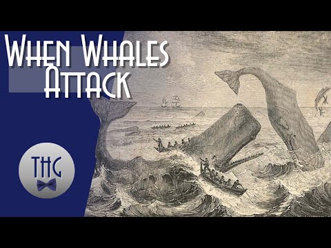 When Whales Attack