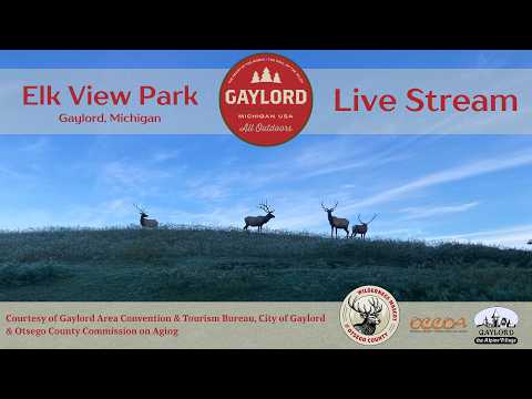 Elk Cam in Gaylord, Michigan #LiveStream