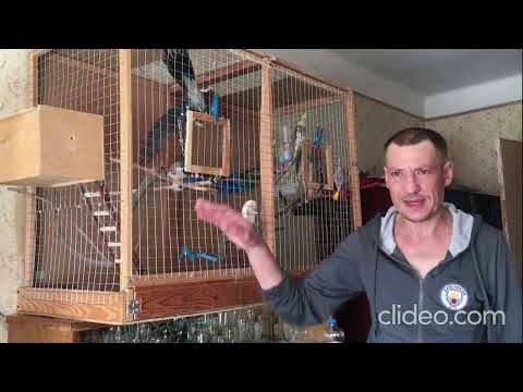 Не повторюйте наших помилок....#корелла #попугай #birds #попугай #birds #cockatiel