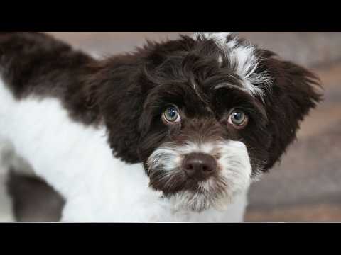 Don't Let The Cuteness Fool You...