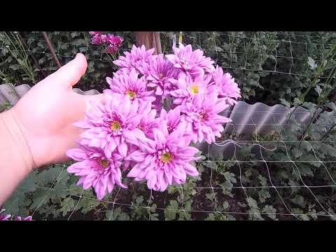Disappointments and successes in growing branch chrysanthemums for cutting