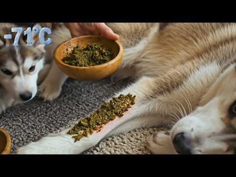 One-eyed woman saves pregnant husky from freezing to death in Siberia 🐶❄️