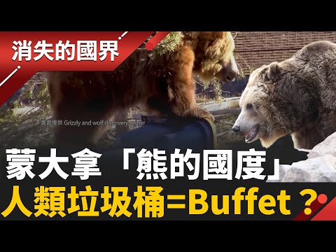 熊熊危機🐻!蒙大拿「熊的國度」人類垃圾桶成為牠們的感恩節大餐Buffet? 真實世界版「熊出沒」! │李文儀 主持│【消失的國界PART2】20251103│三立新聞台