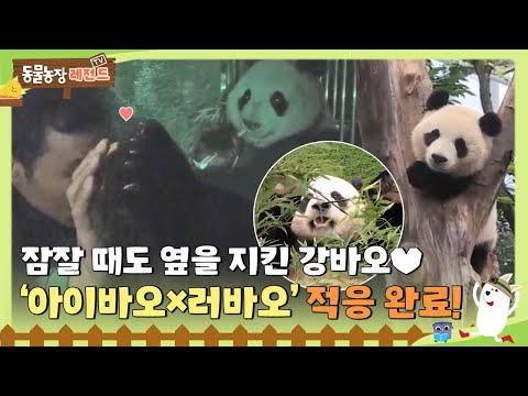 [TV 동물농장 레전드] 잠잘 때도 옆을 지켜준 강철원 사육사💕 덕분에 ‘아이바오×러바오’는 적응 완료!🐼 #TV동물농장 #AnimalFarm #SBSstory