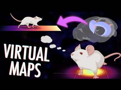 Place cells: How your brain creates maps of abstract spaces