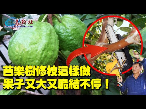 Guava tree pruned in this way, will grow like crazy.