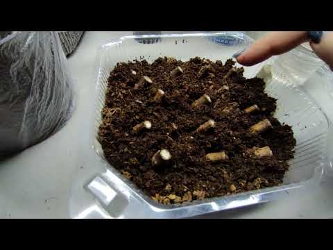 Черенкование метельчатой гортензии одревесневшими черенками в домашних условиях 🌿