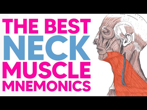 Anterior Neck Muscle Mnemonics (Including Suprahyoid & Infrahyoid Muscles)
