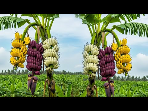 The Crazy way to grow a banana that produces three colors of fruit ,How to Grow Banana at Super Fast