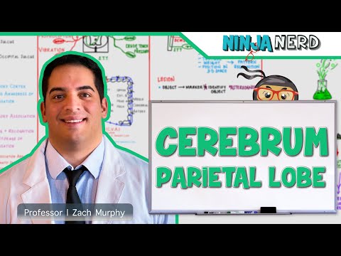 Neurology | Cerebrum: Parietal Lobe Anatomy & Function