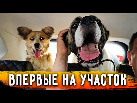 С 4 утра на Участок - Работать. Взяли с собой Нукера, он чуть не убежал. Пришел сосед. Взяли 4 собак