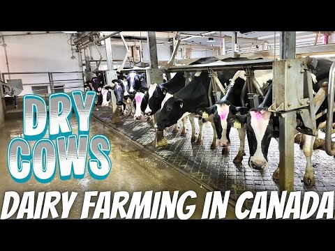 Water Bowl Emergency and Cows Go Dry!