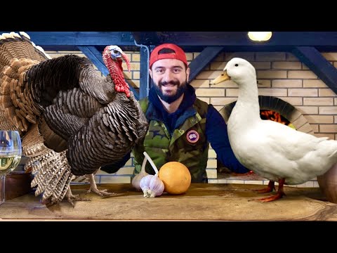 TURKEY VS DUCK