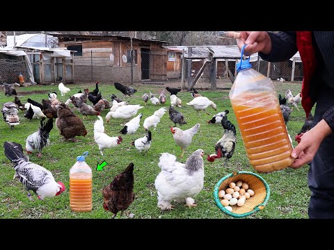 Cheap and Natural Chicken Remedy - Happy and Healthy Chickens - Egg Collection - Farm Work - Chicks