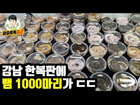 I visited the scene where pet snakes from all over the country gathered in Gangnam.