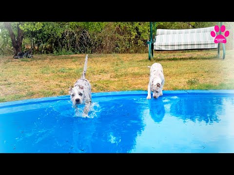 Щенки впервые в жизни увидели воду! Булли XL/XXL- это совсем другие Американские Булли !