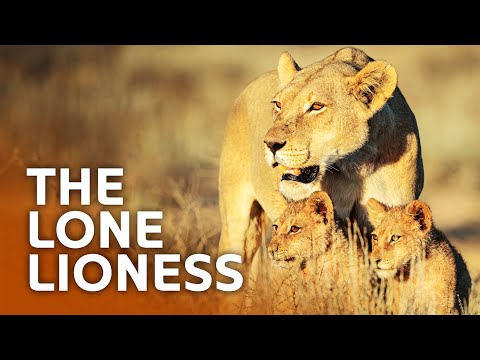 The Lioness Who Took On A Pride To Save Her Cubs