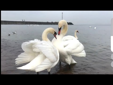 Валерий Ободзинский, невероятно красивый голос:Белые крылья,Мелодия,Анжела,Эти глаза напротив.Ал-м 1